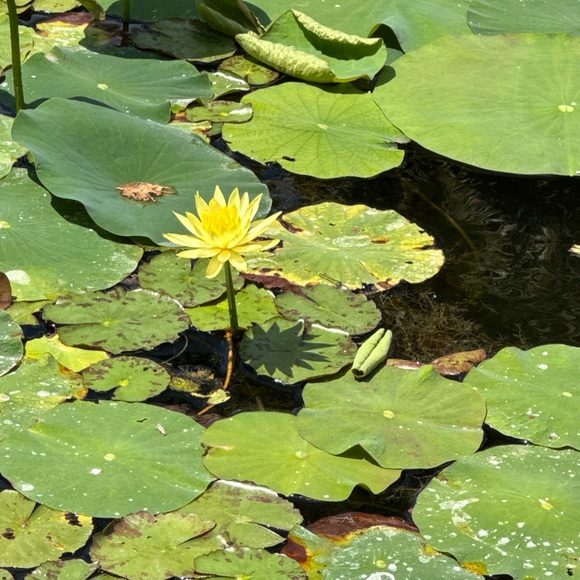 Meet your Posher, Monique - Picture 10 of 10